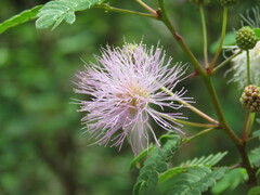 Mimosa tricephala