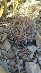 Glandulicactus