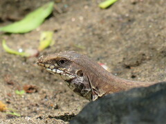 Aspidoscelis maximus