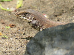 Aspidoscelis maximus