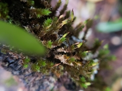 Macromitrium gracile