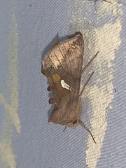 Autographa metallica