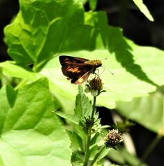 Oriens goloides