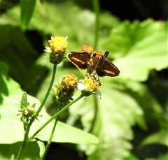 Oriens goloides