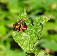 Oriens goloides