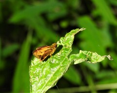 Oriens goloides