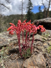 Dudleya pauciflora
