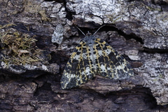 Arichanna sparsa