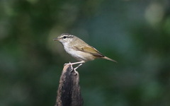 Phylloscopus tenellipes