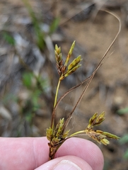Cyperus schweinitzii