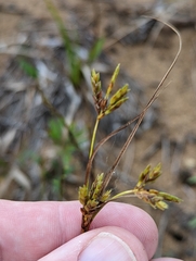 Cyperus schweinitzii