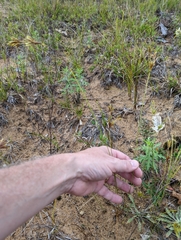 Cyperus schweinitzii