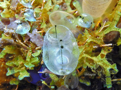 Clavelina obesa