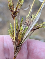 Cyperus schweinitzii