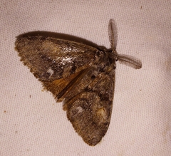 Orgyia pseudotsugata