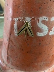 Theretra silhetensis