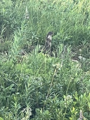 Urocitellus columbianus