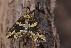 Electrophaes marginata