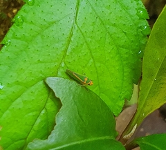 Graphocephala aurolineata