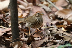 Pellorneum ruficeps euroum
