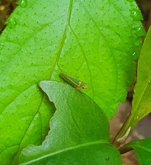 Graphocephala aurolineata