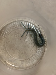 Scolopendra aztecorum