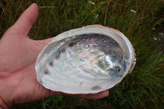 Haliotis kamtschatkana