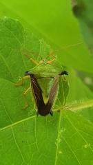 Edessa bruneolineata