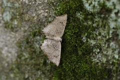 Epiplema reticulata