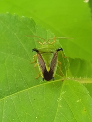 Edessa bruneolineata