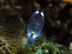 Clavelina