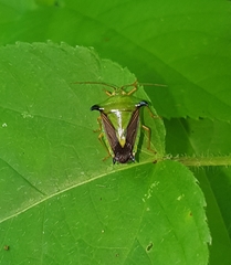 Edessa bruneolineata