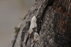 Formofentonia orbifer