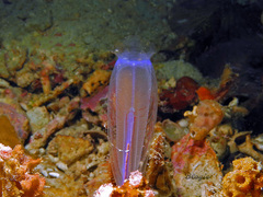Rhopalaea