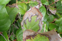 Cameraria gaultheriella