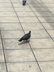 Columba livia domestica