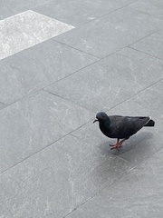 Columba livia domestica