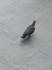 Columba livia domestica