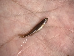 Couesius plumbeus