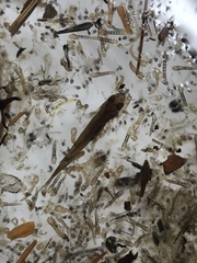 Couesius plumbeus