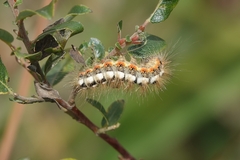Acronicta euphorbiae
