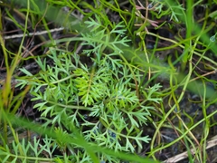 Helosciadium inundatum