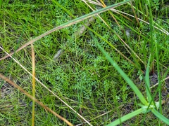 Helosciadium inundatum