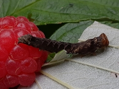 Melanchra persicariae