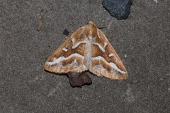 Caripeta angustiorata