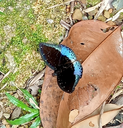 Black-tipped Archduke