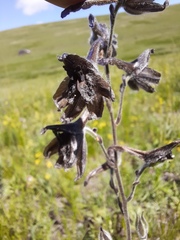 Delphinium triste