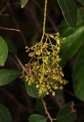 Colomerus antidesmae