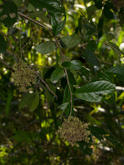 Colomerus antidesmae