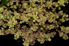 Colomerus antidesmae